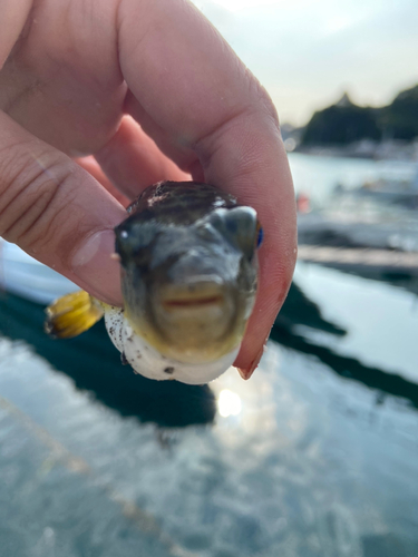 フグの釣果