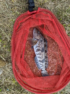 アイナメの釣果