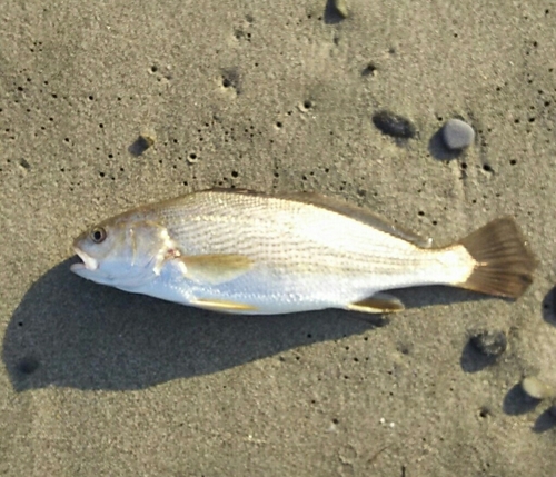 イシモチの釣果