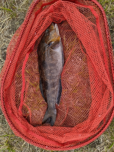 アイナメの釣果