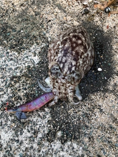 コウイカの釣果