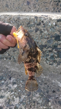 タケノコメバルの釣果