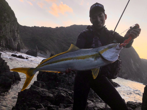 ヒラマサの釣果