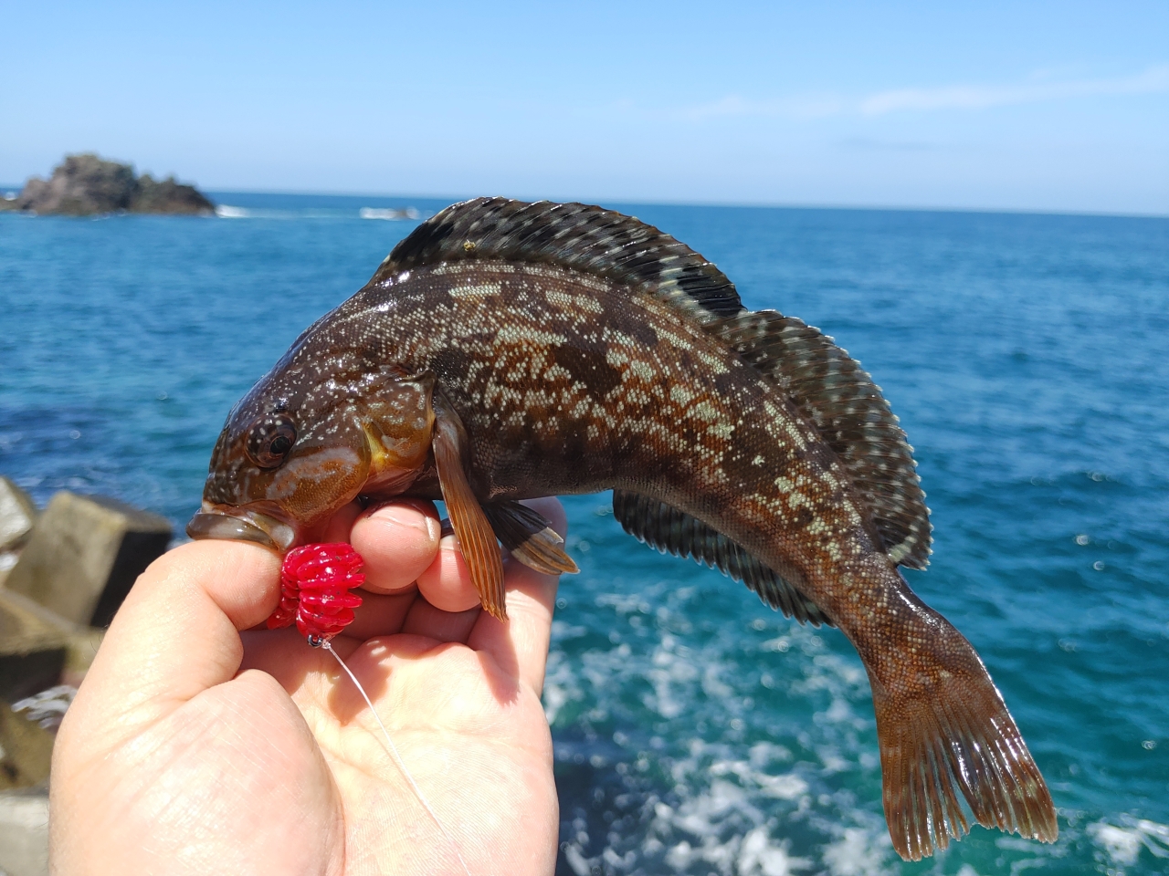 アメマス