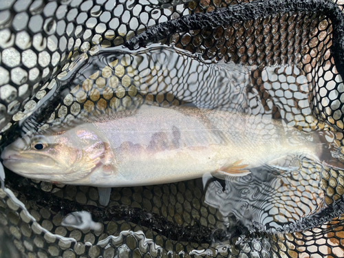 イワナの釣果