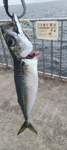 サバの釣果