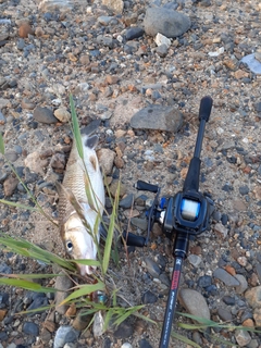 ニゴイの釣果