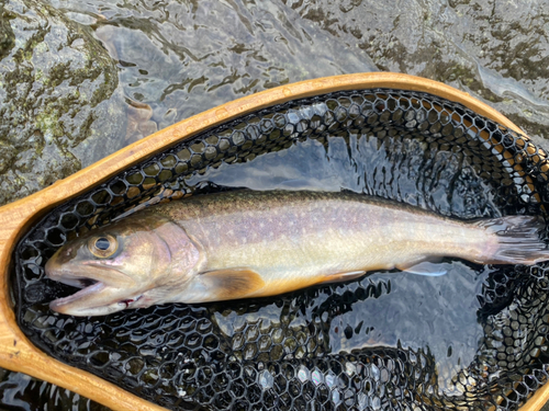 イワナの釣果