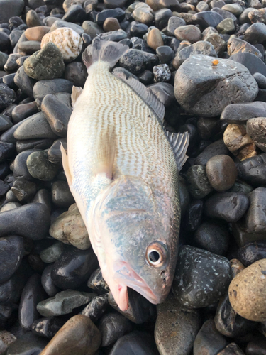 ニベの釣果