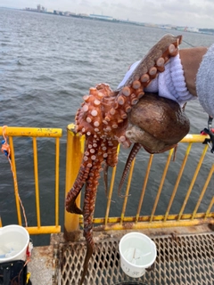 マダコの釣果