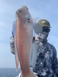 シロアマダイの釣果