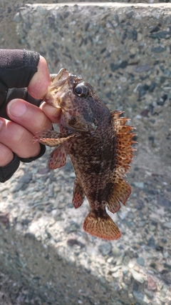 タケノコメバルの釣果