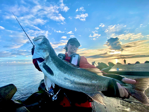 シーバスの釣果