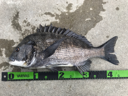 クロダイの釣果