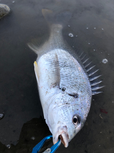 キビレの釣果