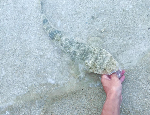 ミナミマゴチの釣果