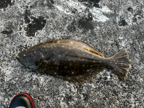 ヒラメの釣果