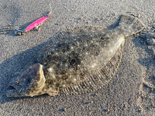 ソゲの釣果