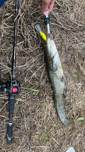 ニホンナマズの釣果