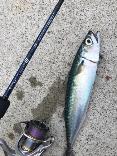 サバの釣果