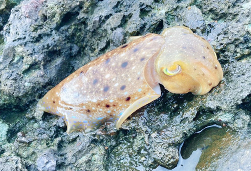 コウイカの釣果