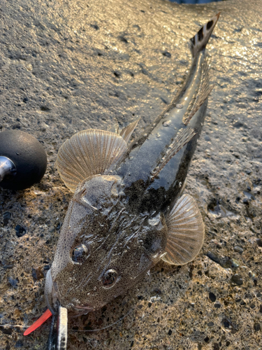 マゴチの釣果