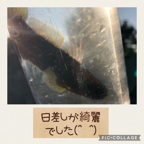 ハゼの釣果