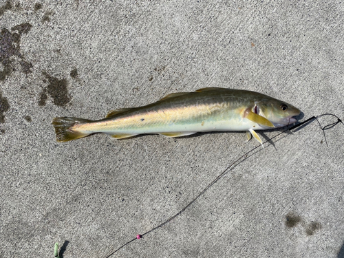 コマイの釣果