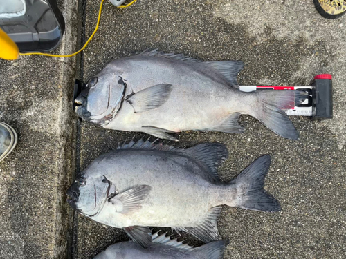 コブダイの釣果