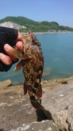 タケノコメバルの釣果