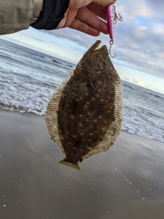 ソゲの釣果