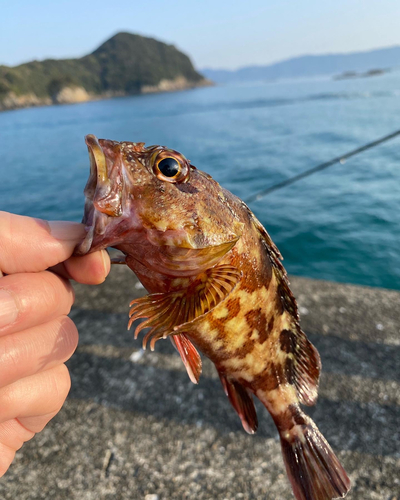 カサゴの釣果