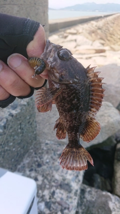 タケノコメバルの釣果