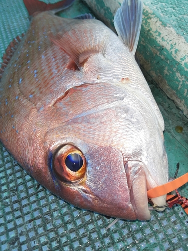 マダイの釣果