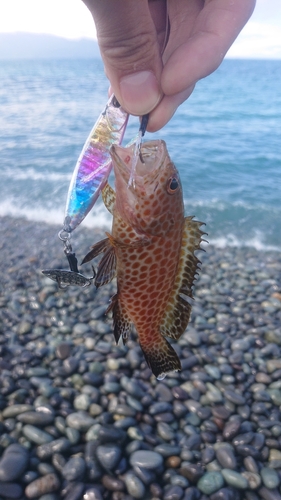 オオモンハタの釣果