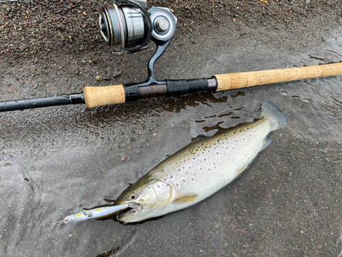 ブラウントラウトの釣果