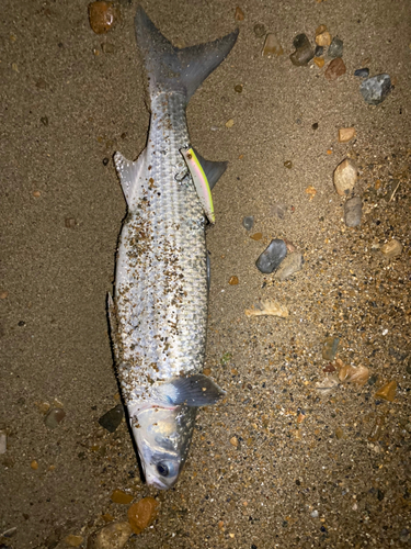 ボラの釣果