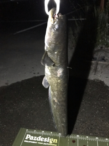 マナマズの釣果