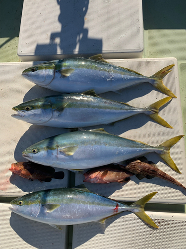 ハマチの釣果