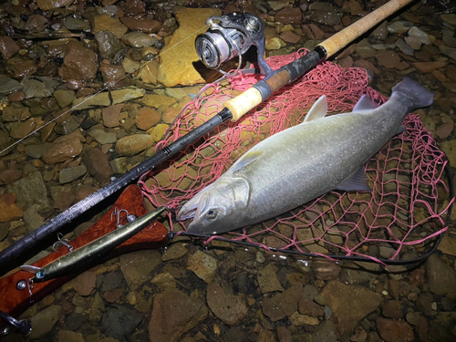 イワナの釣果