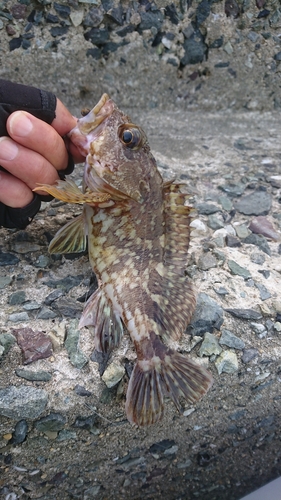 タケノコメバルの釣果