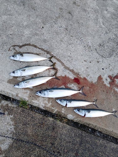 サバの釣果