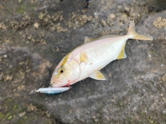 ショゴの釣果