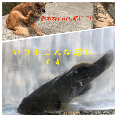 ハゼの釣果