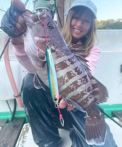 マハタの釣果