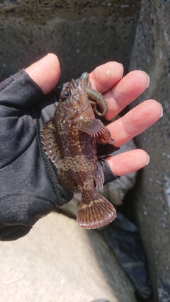 タケノコメバルの釣果