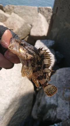 タケノコメバルの釣果