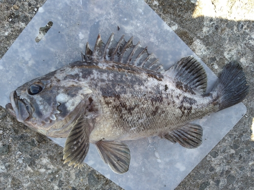 ソイの釣果