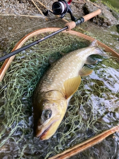 アメマスの釣果