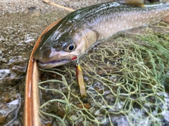 アメマスの釣果